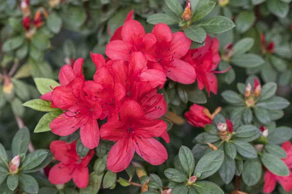 Evergreen azalea