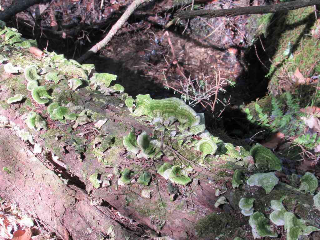 Violet-toothed polypore (Trichaptum biforme) thumbnail 2