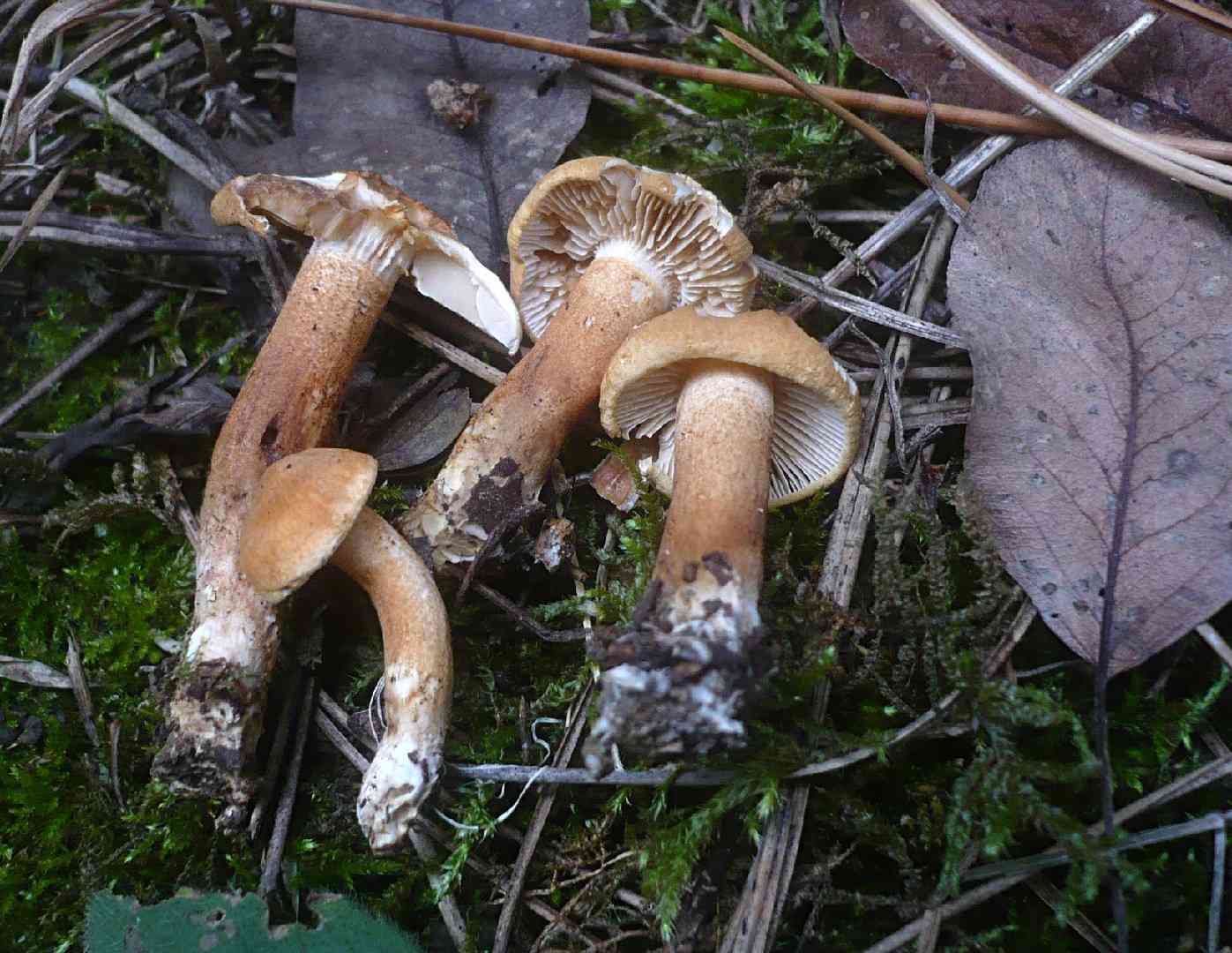 Larch knight (Tricholoma psammopus) thumbnail 2