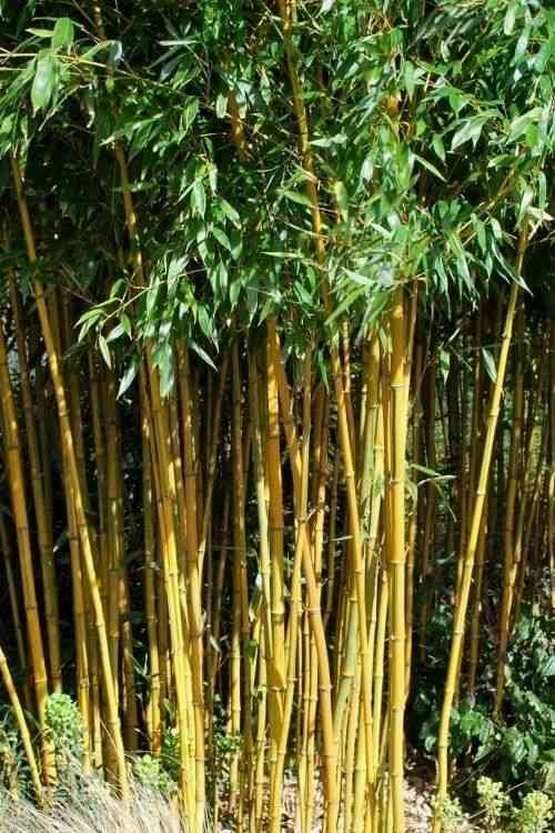 Golden bamboo