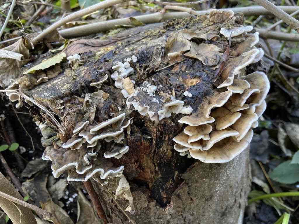 Smoky polypore (Bjerkandera adusta) thumbnail 3