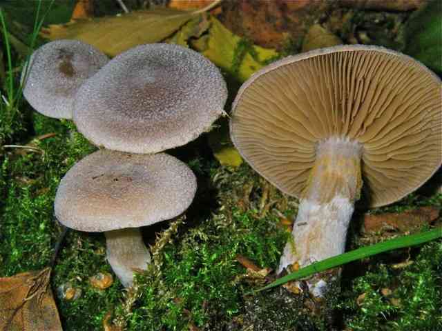 Frosty webcap (Cortinarius hemitrichus) thumbnail 2