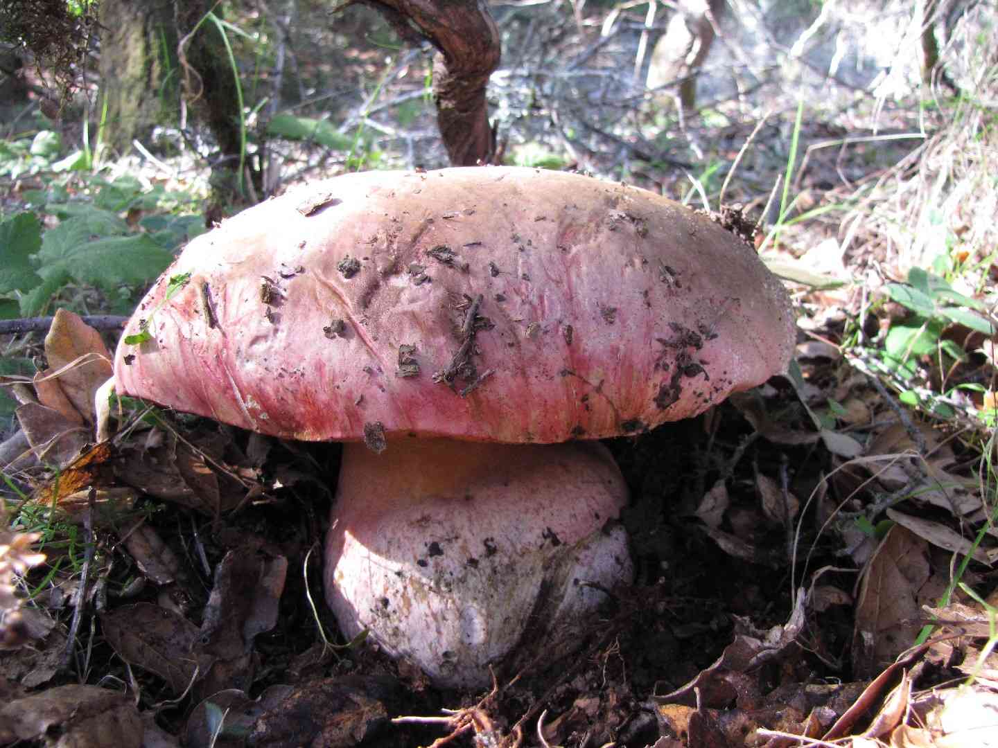 Satan's bolete