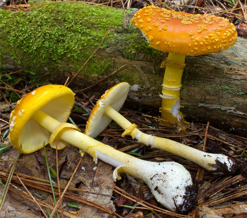 Yellow patches