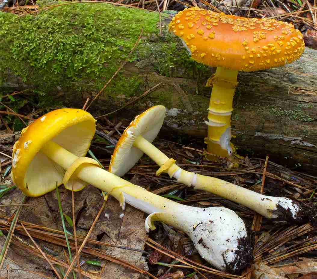 Yellow patches (Amanita flavoconia)