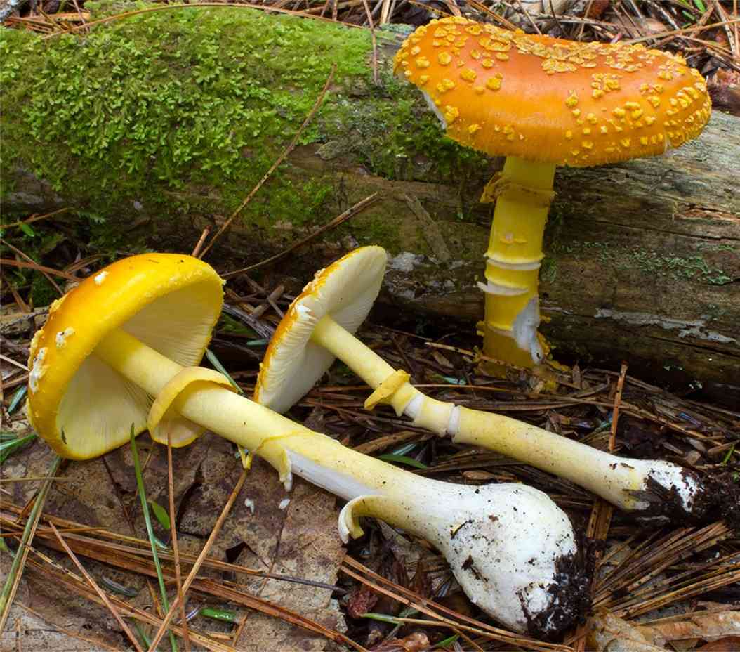 Yellow patches (Amanita flavoconia) thumbnail 1