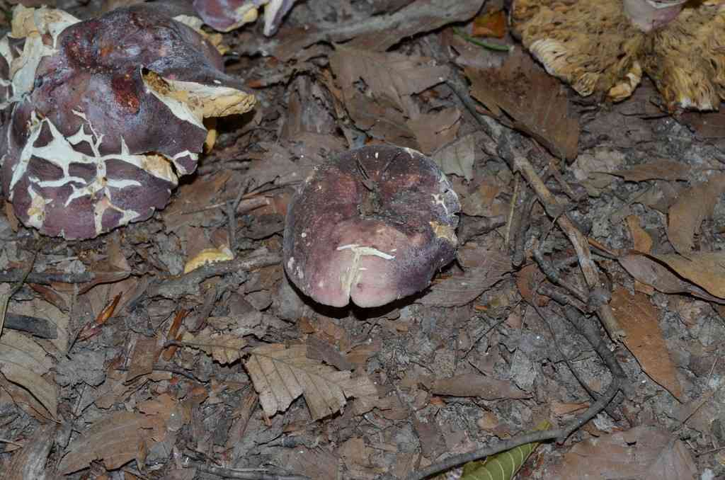 Purple-bloom Russula (Russula mariae) thumbnail 2