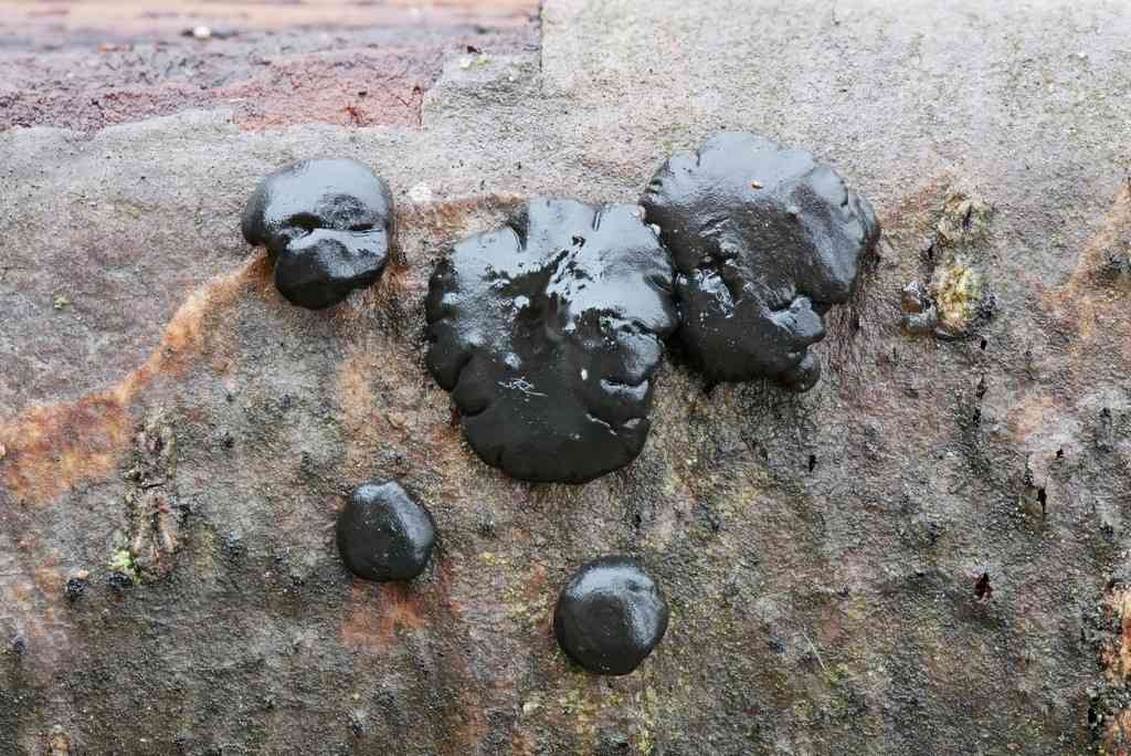 Witches' butter (Exidia nigricans) thumbnail 2