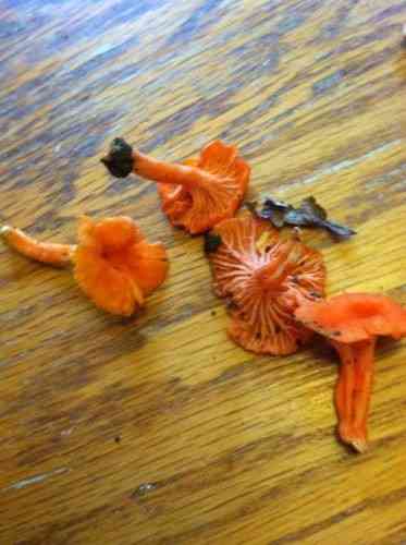 Red chanterelle (Cantharellus cinnabarinus) thumbnail 2
