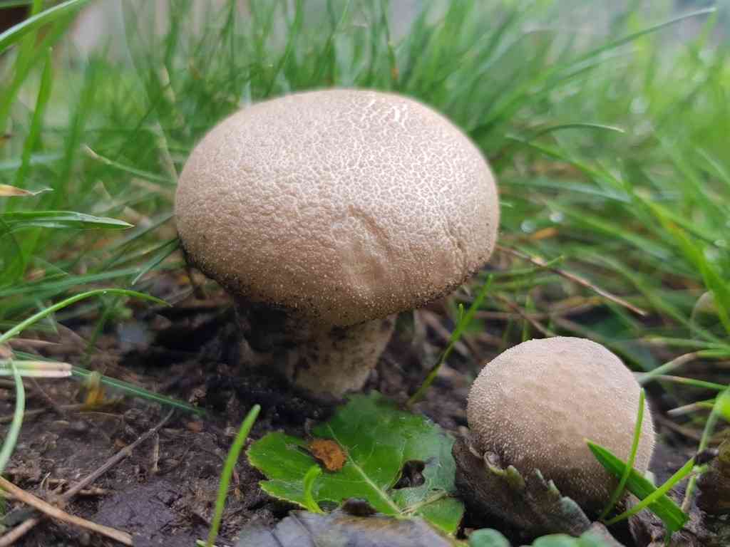 Grassland puffball (Lycoperdon lividum) thumbnail 1