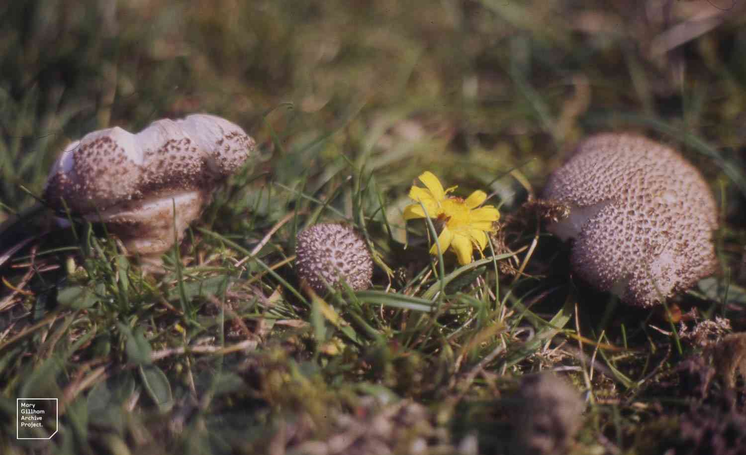 Soft puffball (Lycoperdon molle) thumbnail 1