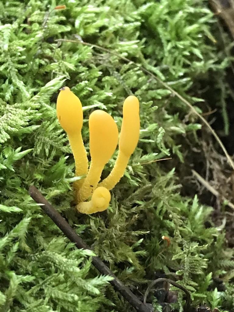 Orange earth tongue thumbnail 2