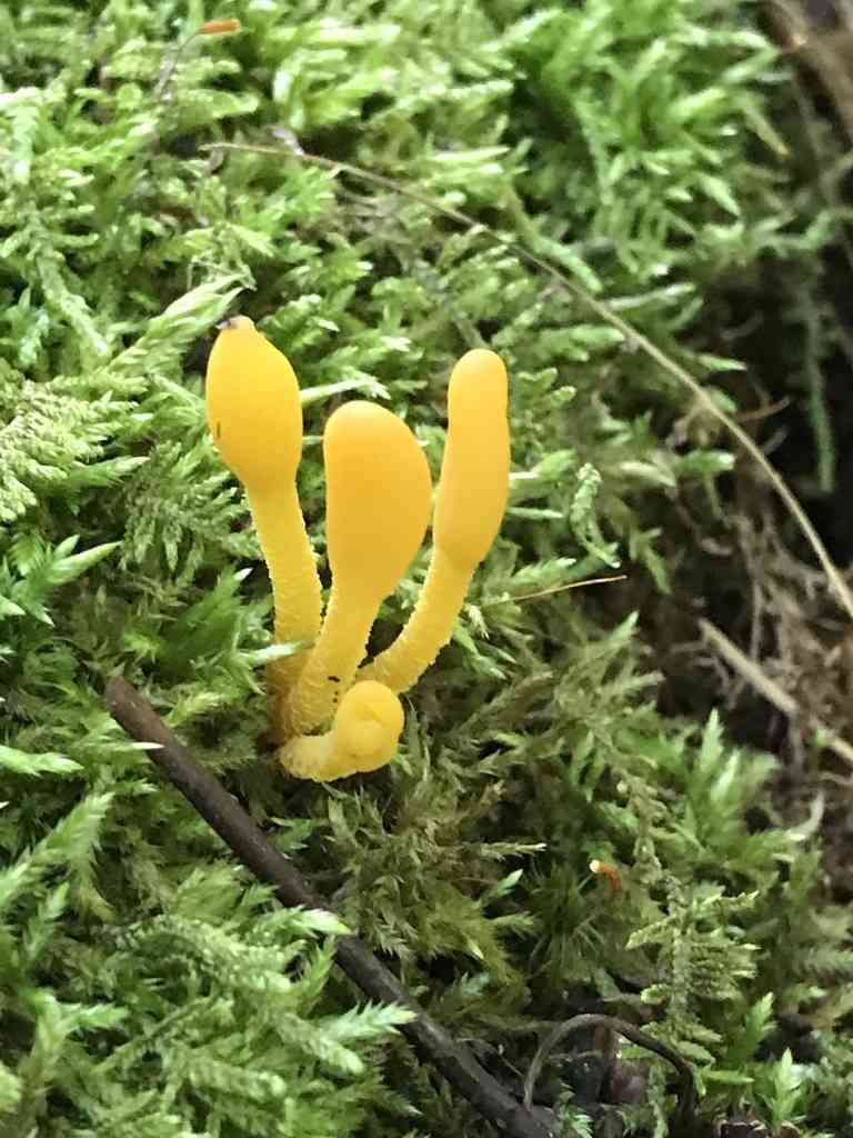 Orange earth tongue (Microglossum rufum) thumbnail 2