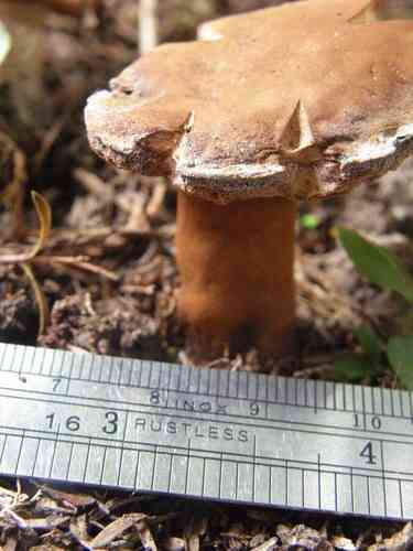 Chestnut bolete (Gyroporus castaneus) thumbnail 2