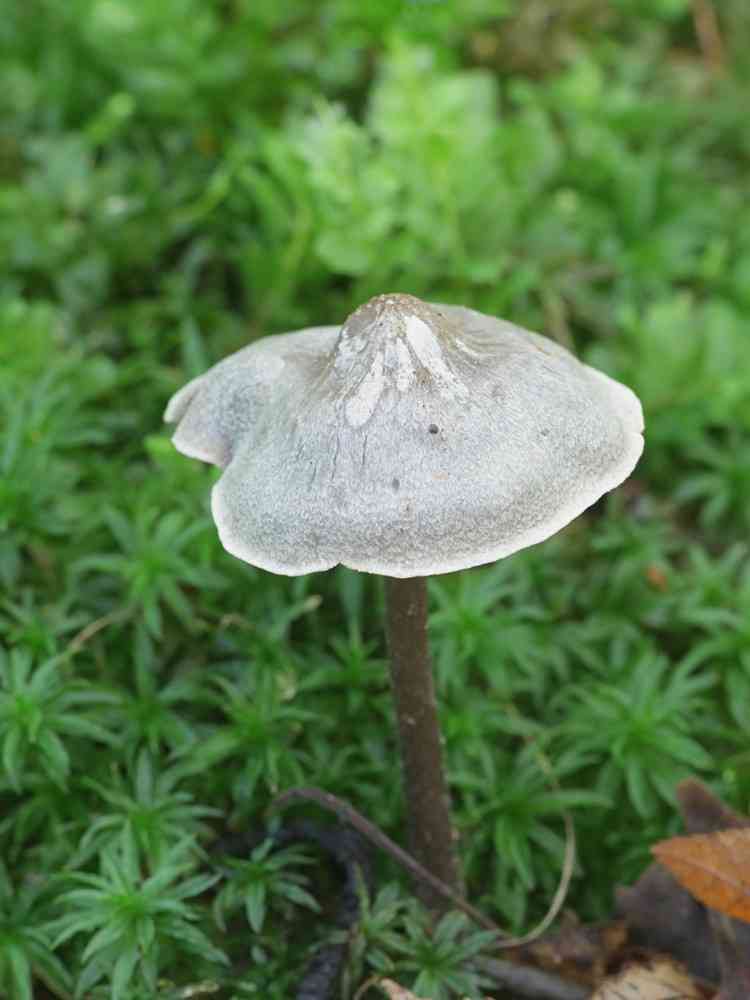 Rancid greyling (Tephrocybe rancida) thumbnail 1