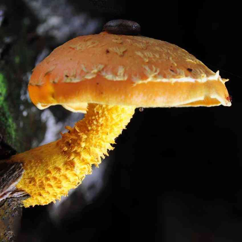 Yellow pholiota