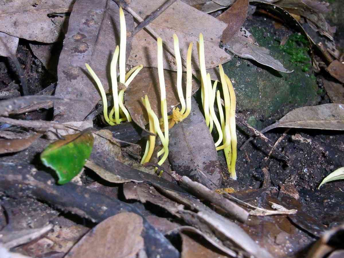 Clavulinopsis amoena (Clavulinopsis amoena) thumbnail 3