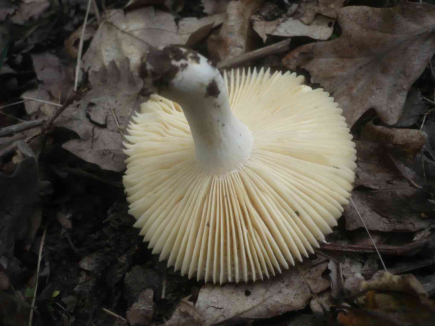 Russula odorata (Russula odorata) thumbnail 2