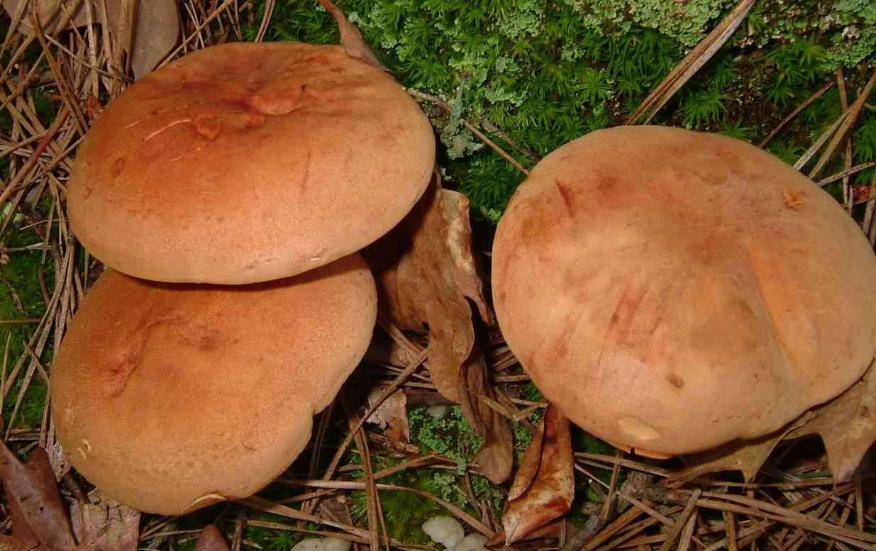Gilled bolete (Phylloporus rhodoxanthus) thumbnail 1