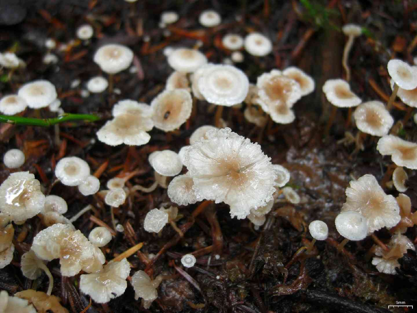 Piggyback shanklet (Collybia cirrhata) thumbnail 3