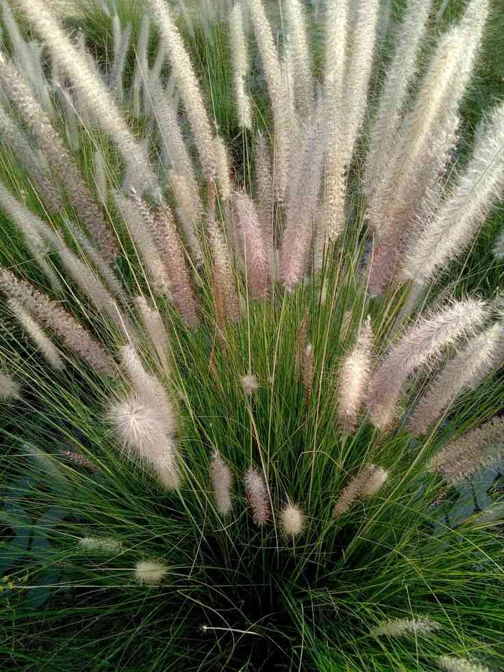 Crimson fountain grass