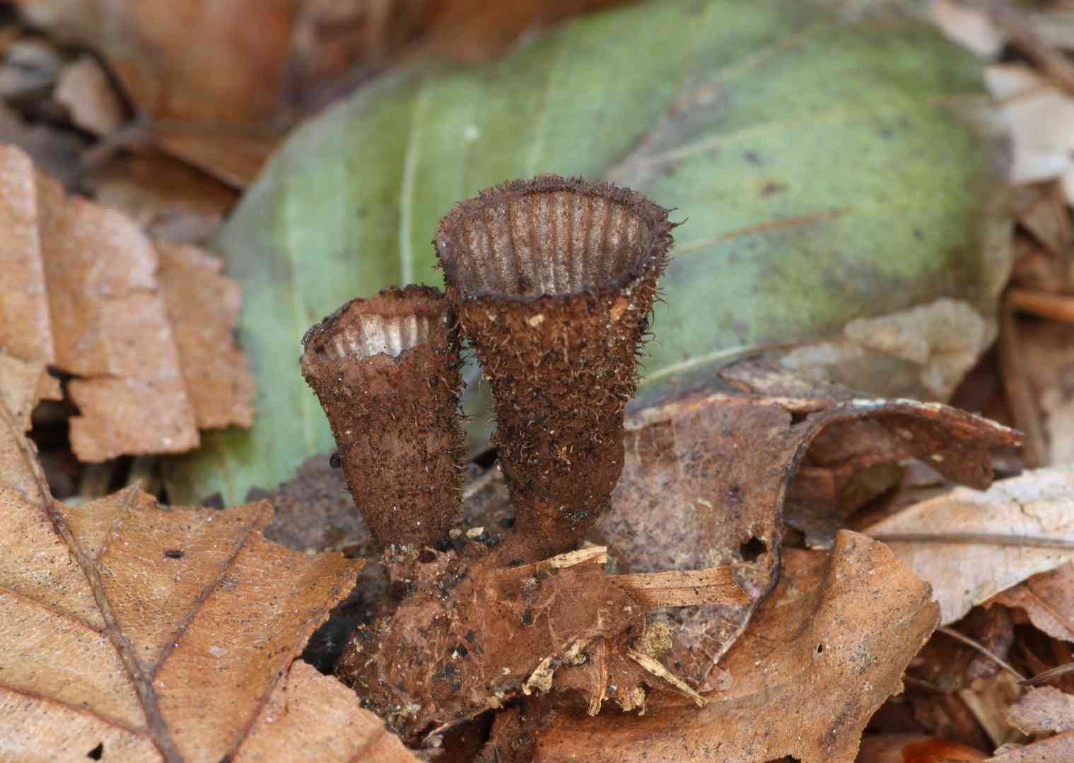 Fluted bird's nest (Cyathus striatus) thumbnail 3