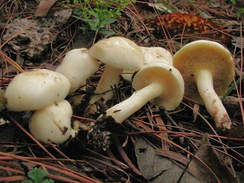 Slippery white bolete