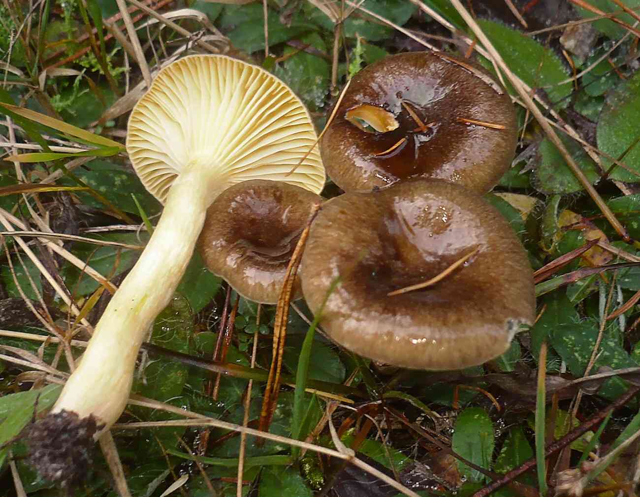 Herald of winter (Hygrophorus hypothejus) thumbnail 1