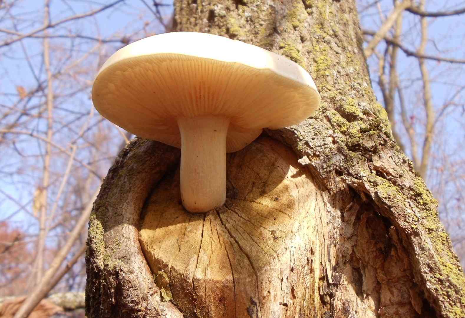 Elm oyster