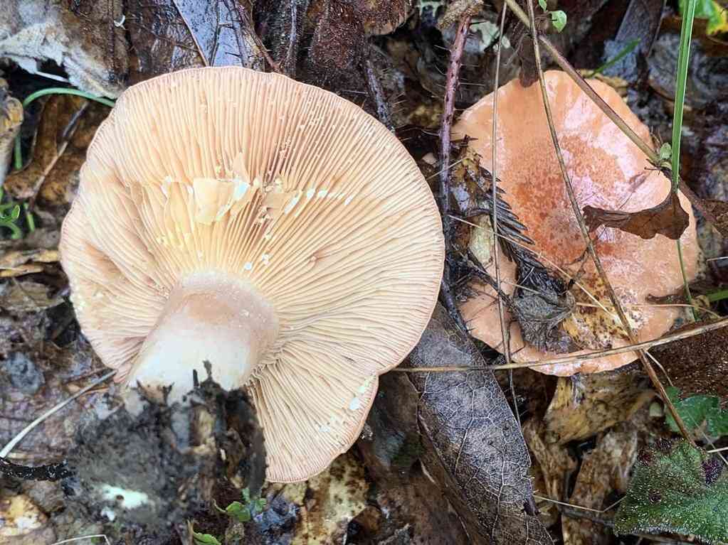 Yellow-staining milkcap (Lactarius xanthogalactus) thumbnail 3
