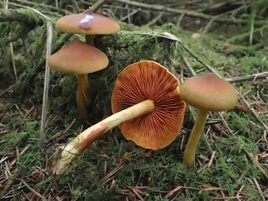 Cinnamon webcap (Cortinarius cinnamomeus) thumbnail 2
