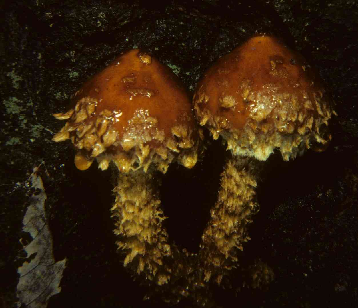 Hemistropharia albocrenulata (Hemistropharia albocrenulata) thumbnail 3