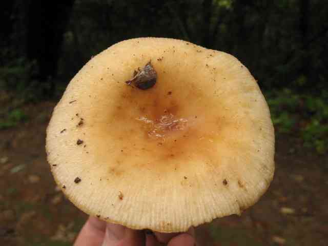 Bitter almond brittlegill (Russula grata) thumbnail 1