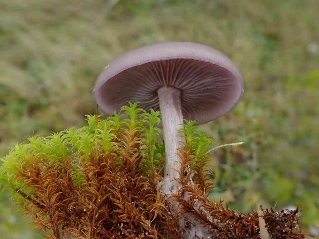 Sordid blewit (Lepista sordida) thumbnail 3