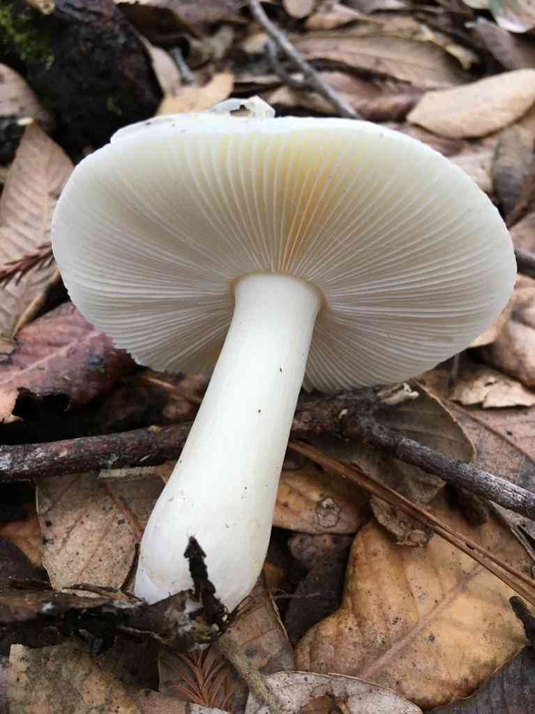 Boring white russula (Russula albidula) thumbnail 3