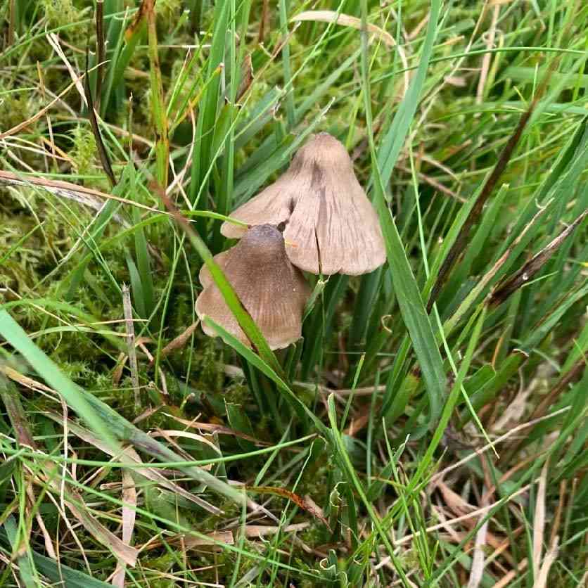 Entoloma conferendum (Entoloma conferendum) thumbnail 1