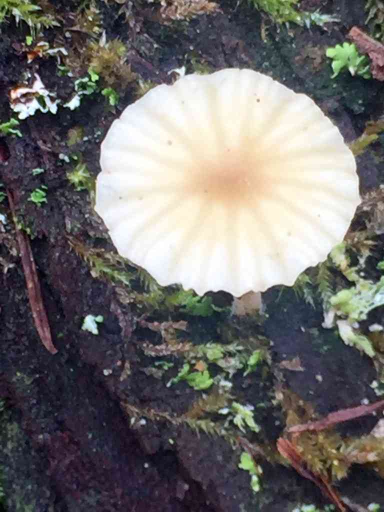 Heath navel (Lichenomphalia umbellifera) thumbnail 2