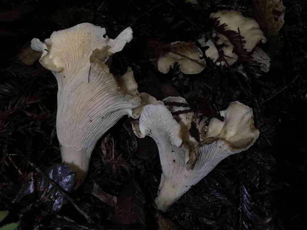 White chanterelle (Cantharellus subalbidus) thumbnail 2