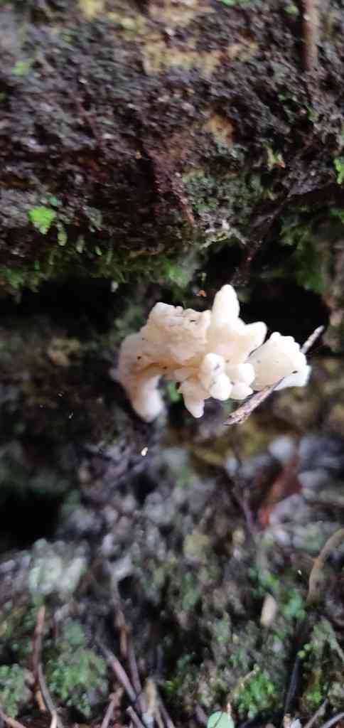 Wrinkled coral (Clavulina rugosa) thumbnail 3