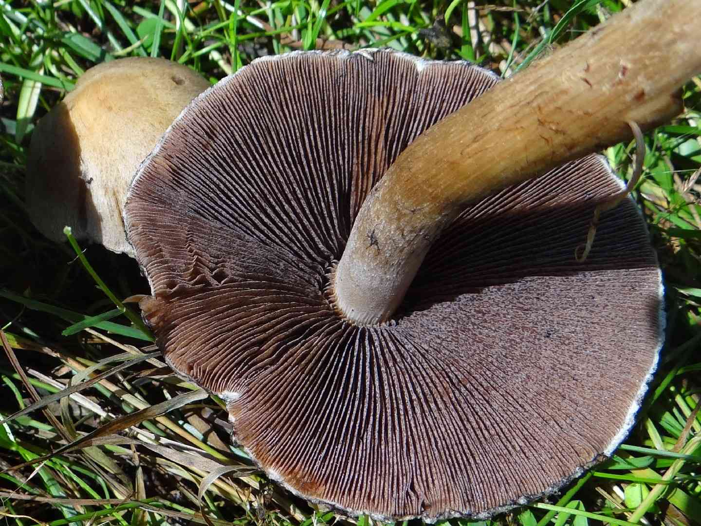 Weeping widow (Lacrymaria lacrymabunda) thumbnail 2