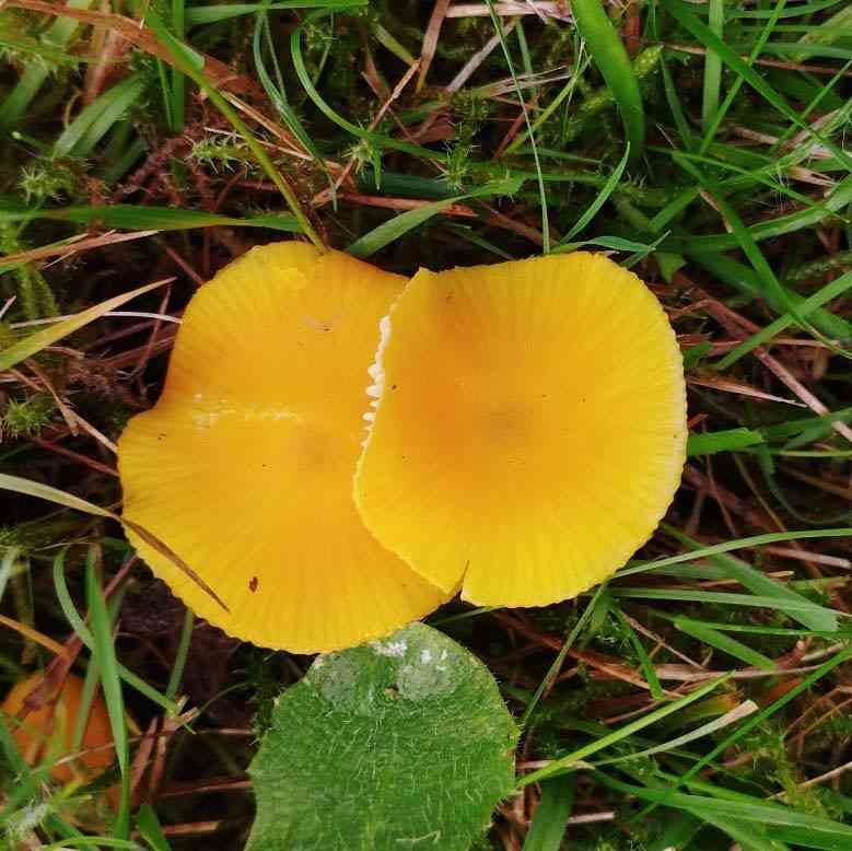 Butter waxcap (Hygrocybe ceracea) thumbnail 1
