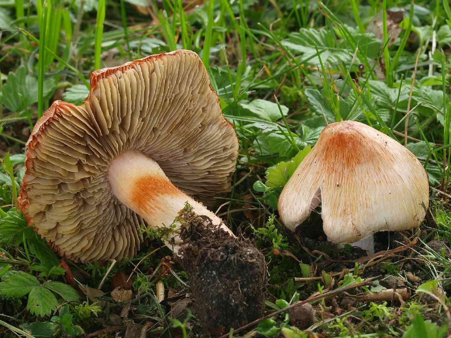 Deadly fibercap (Inocybe erubescens) thumbnail 1