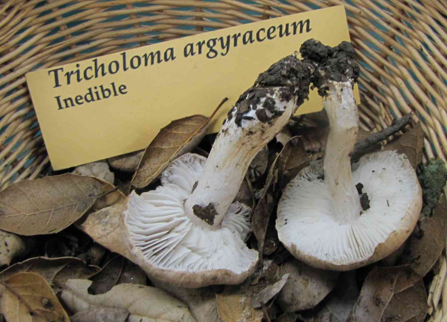 Tricholoma argyraceum (Tricholoma argyraceum) thumbnail 2