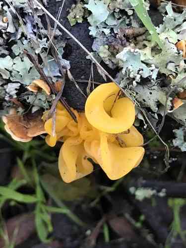 Golden ear (Tremella aurantia) thumbnail 2