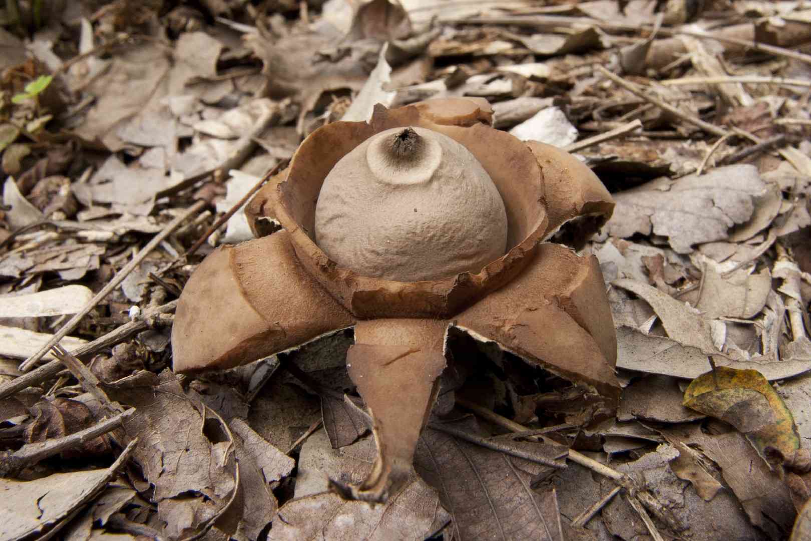 Collared earthstar (Geastrum triplex) thumbnail 1
