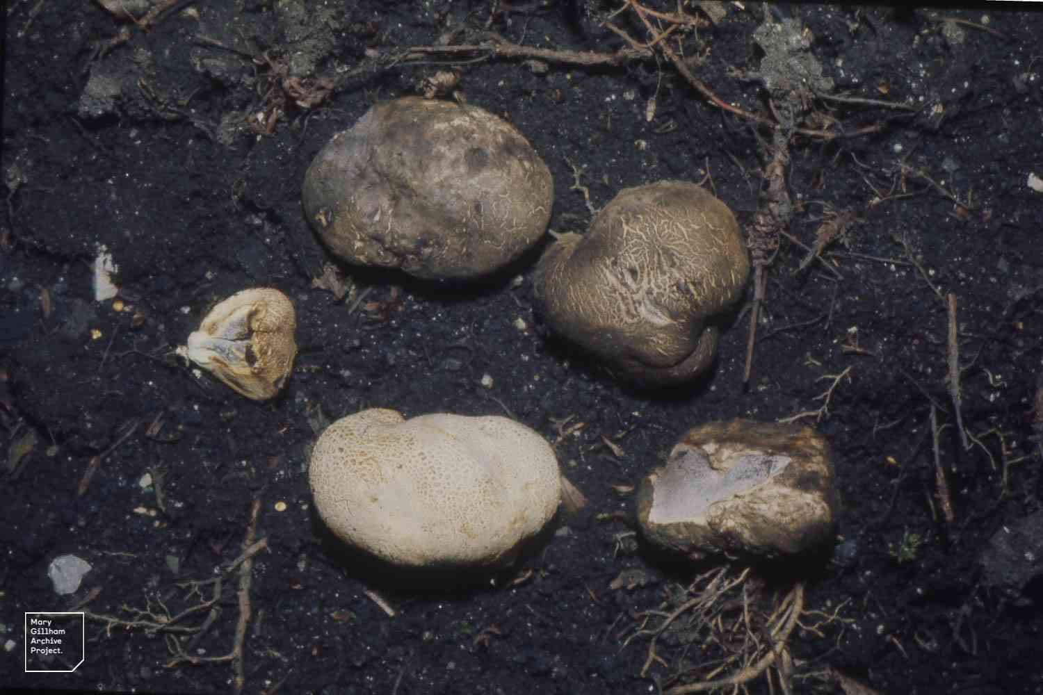 Scaly earthball (Scleroderma verrucosum) thumbnail 2