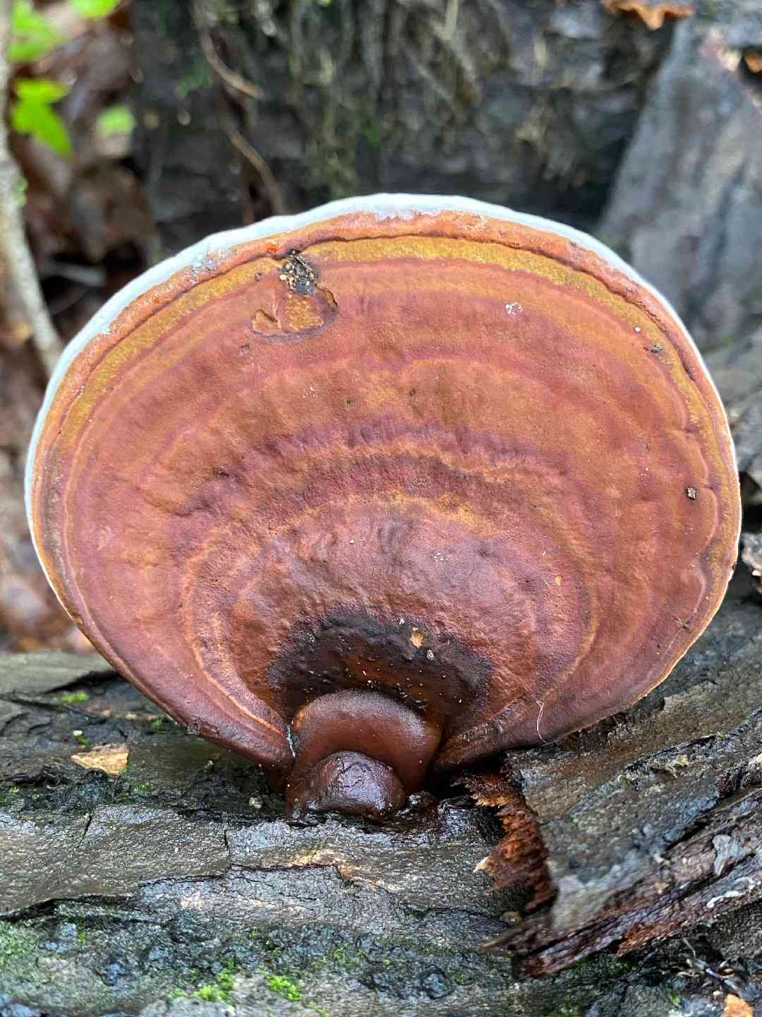 Artist's mushroom (Ganoderma lobatum) thumbnail 1