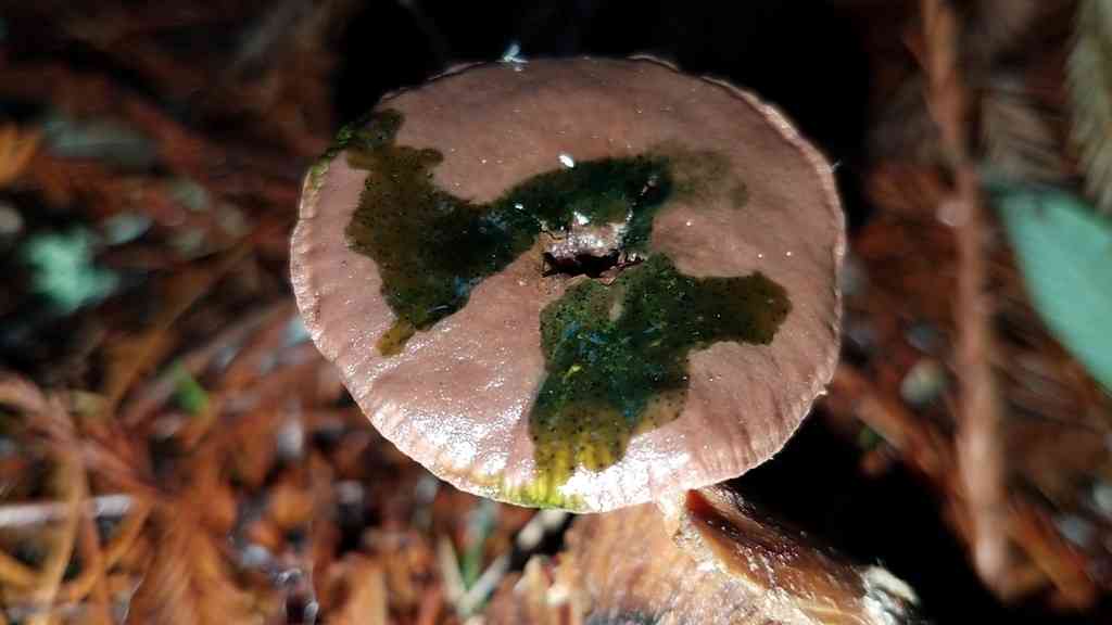Gymnopus alkalivirens (Gymnopus alkalivirens) thumbnail 2
