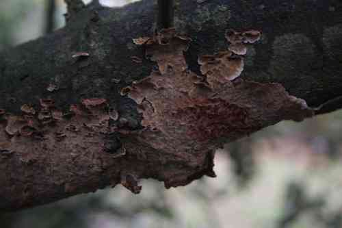 Broadleaf bleeding-crust (Stereum rugosum) thumbnail 3