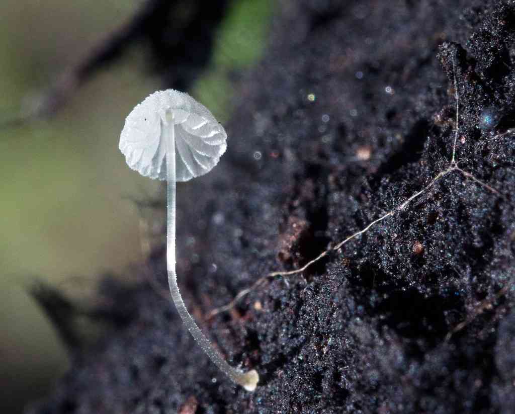 Frosty bonnet (Mycena tenerrima) thumbnail 1